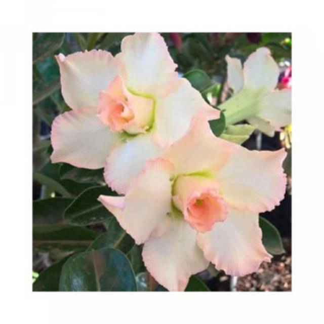 Bibit adenium bunga putih Oren