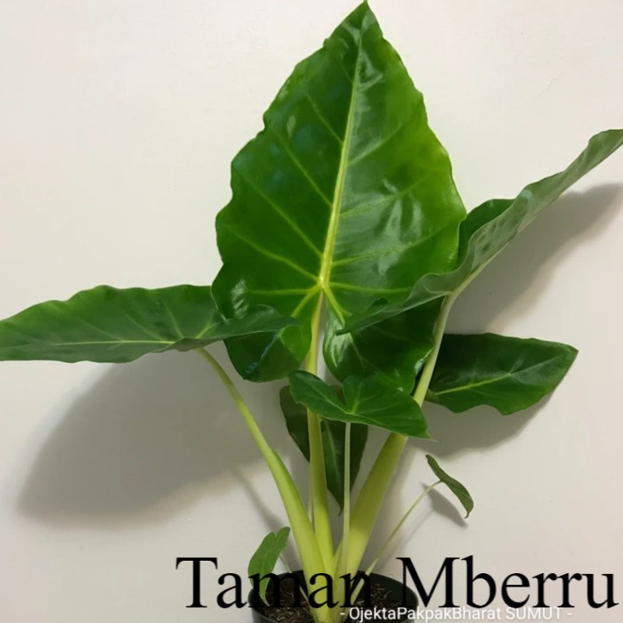 Alocasia macrorrhizos# Caladium Green# Keladi Sente# Kala Bunga & Tanaman