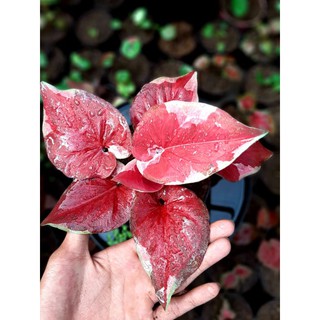 BISA COD/CALADIUM/KELADI/KALADI/DWI WARNA/CALADIUM IMPORT ...