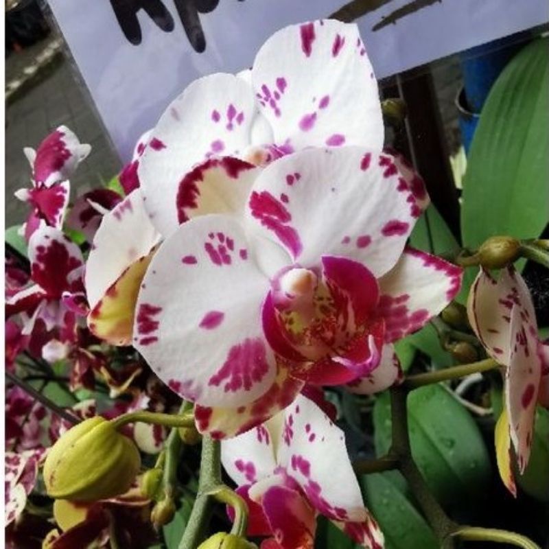 Anggrek bulan dewasa spike siap bunga