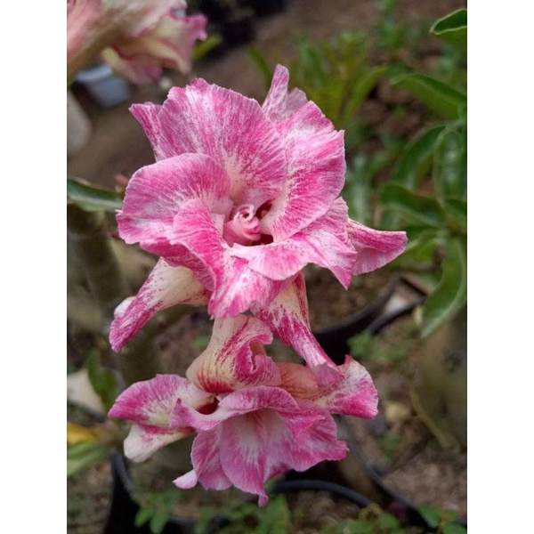 Adenium Grafting "Lageya"
