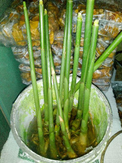 Bibit Kapulaga Hibrida Super Jumbo Kwalitas 1