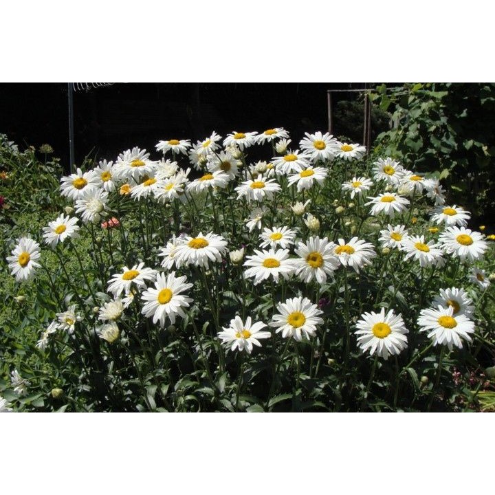 Benih Bibit Biji - Bunga Chrysanthemum Shasta Daisy Krisan Flower Seeds - IMPORT