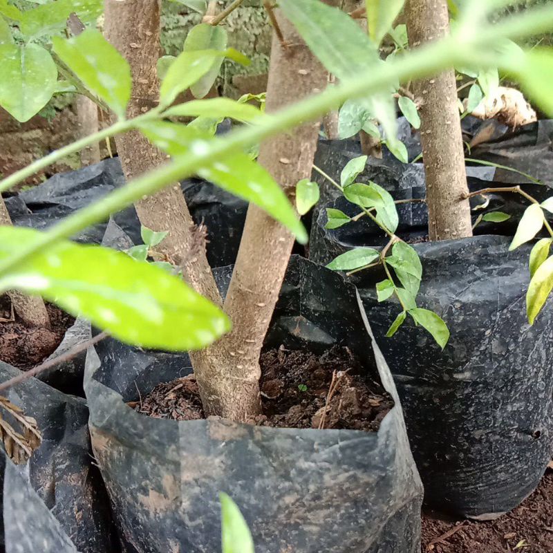 CANGKOKAN ANTING PUTRI TERMURAH