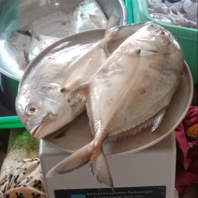 

Ikan kuex ,, hhhmmm uenakkk per kg