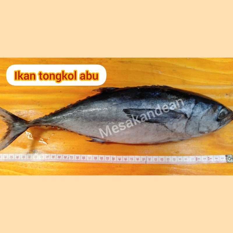 

Ikan tongkol abu 1 kg