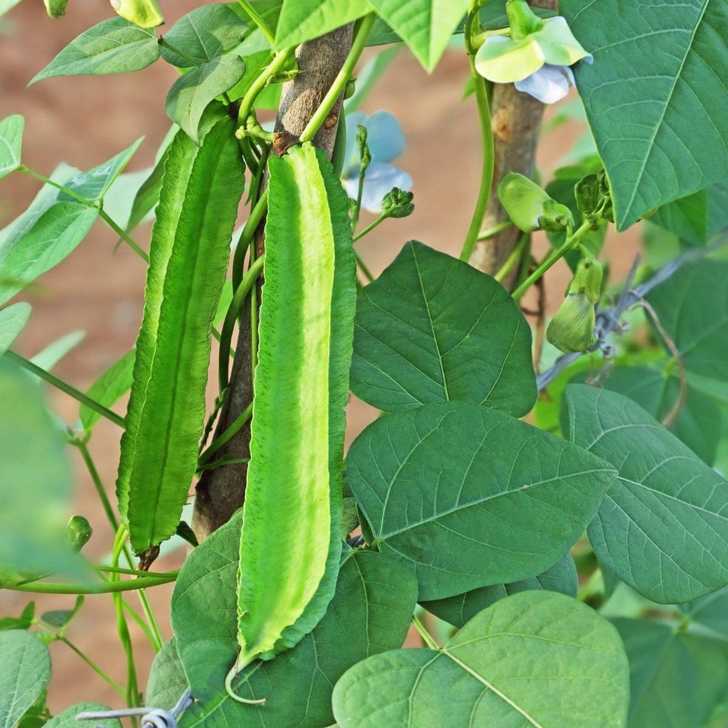 Benih Bibit Biji - Sayur Kecipir Hijau Green Winged Bean (Psophocarpus tetragonolobus) Seeds - Kualitas SUPER