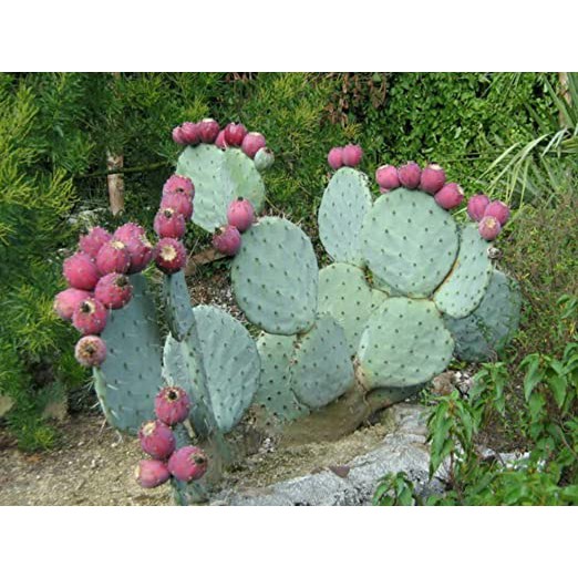 KAKTUS giant silver, cactus blue opuntia