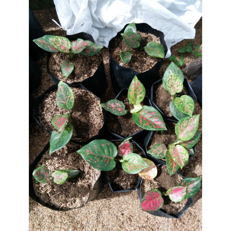 aglaonema dud anjamani/aglaonema lokal dud anja