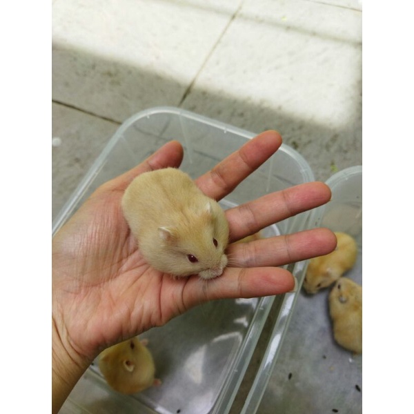 hamsters for sale nz