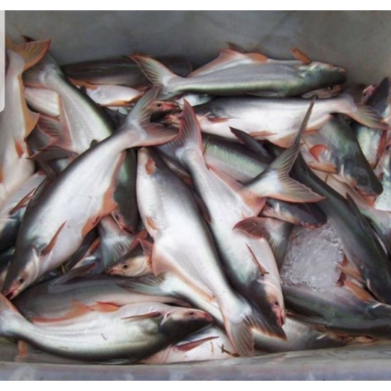 

Ikan Patin Fresh 1 Kg