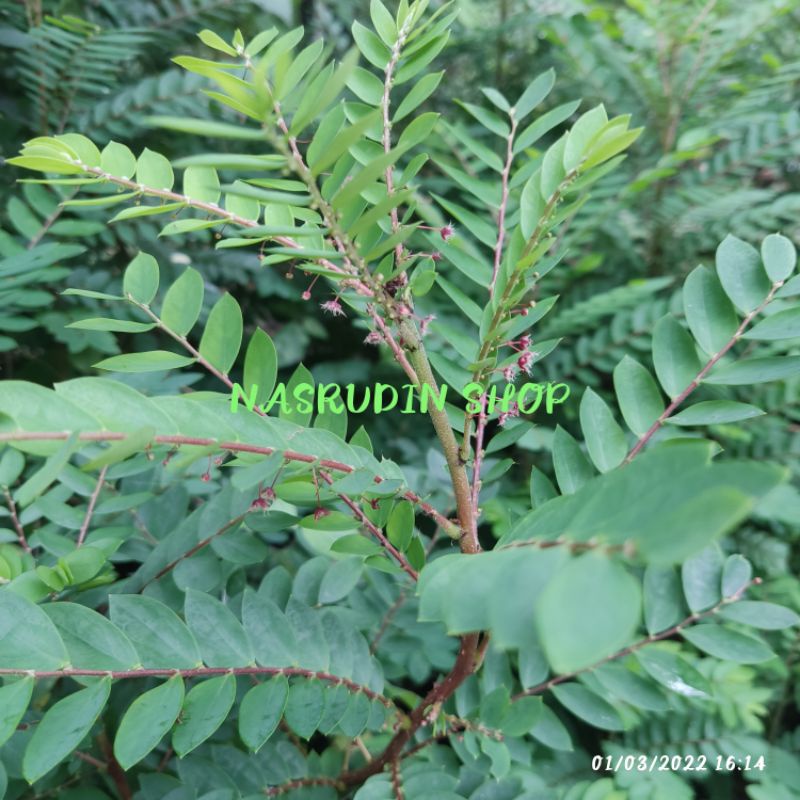 

[Fresh] TANAMAN HIAS PHYLLANTHUS PULCHE BISA UNTUK OBAT HERBAL BLIMBING BLINGBINGAN ASAM ASAMAN