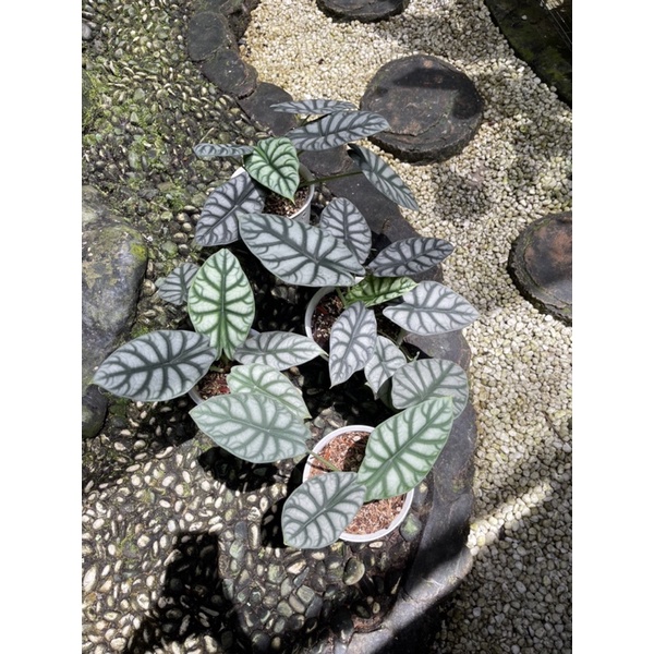 alocasia dragon silver rawatan