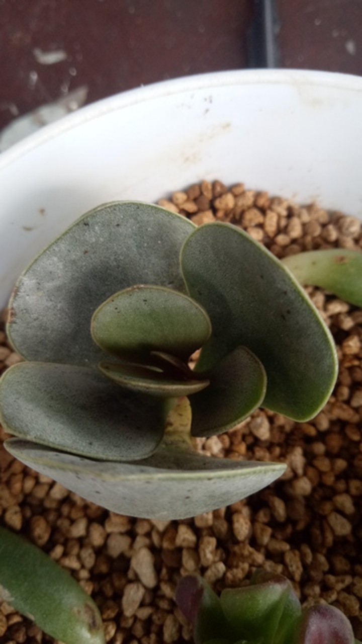 Tanaman Hias Sukulen/succulent Crasulla Arborescens