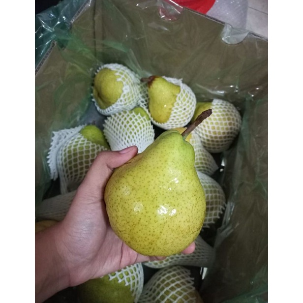 

PEAR PACKHAM AFRIKA MANIS ENAK LEMBUT FRESH RENDAH KALORI PAS UNTUK DIET