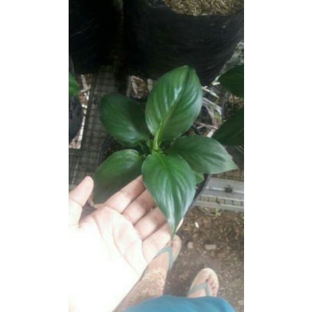 Paket alocasia Keris Papua,Philo Birkin,Mataloa Remaja & Karantina