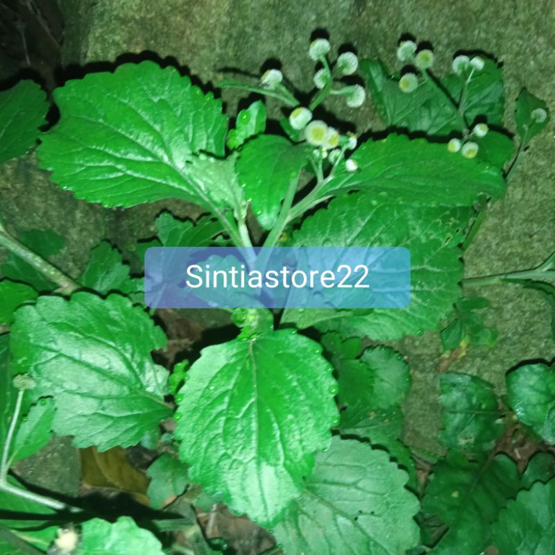 

Daun bandot seprah atau jukut meurit segar 100 gram