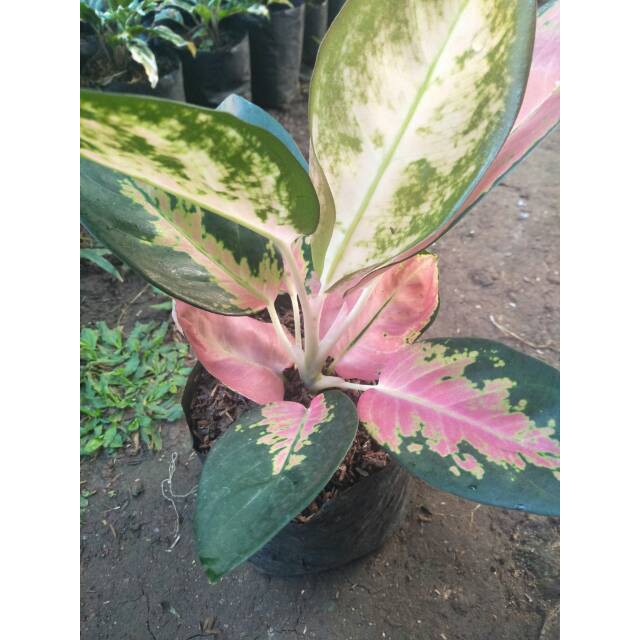 Tanaman hias aglonema kocin - Pohon aglaonema kocin paramuay