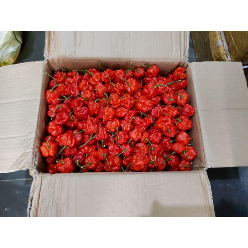 Benih Bibit Biji - Cabai Red Carolina Reaper Merah Pepper Seeds - Rekor Cabai Terpedas di Dunia