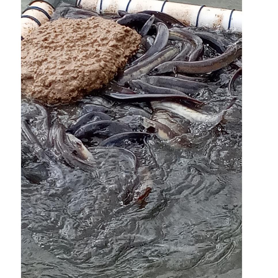 Original Pakan Sidat Pasta Ikan Sidat Kemasan Uji Coba Paket 1 Kg terbaru