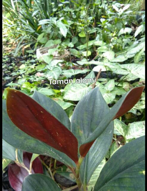 Tanaman Pacing Merah Pohon Pacing Merah Shopee Indonesia