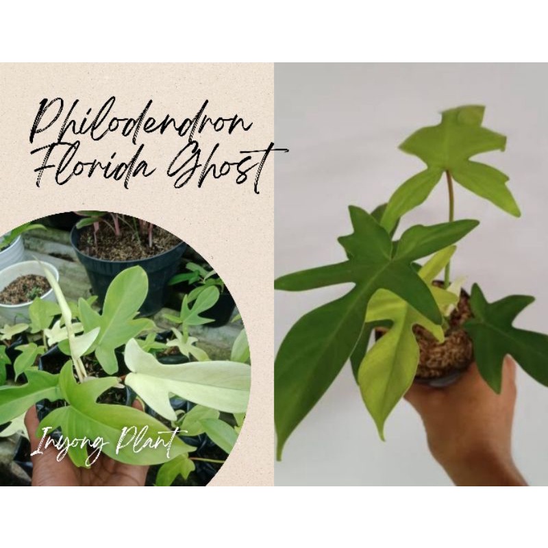 (INYONG PLANT) Tanaman Hias Philodendron Florida Ghost/Philodendron Florida/Philodendron Merpati
