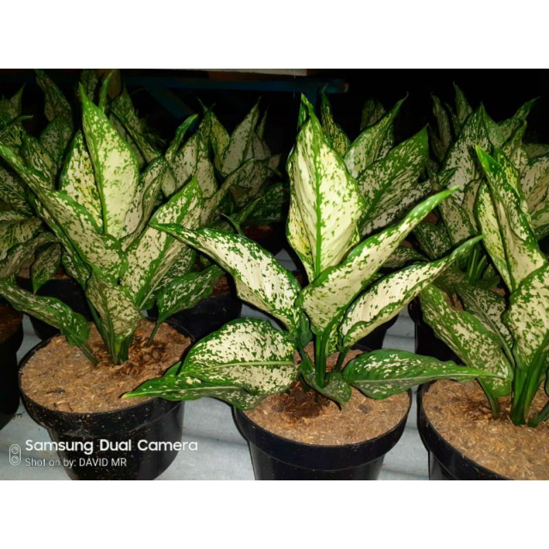 aglaonema snow white