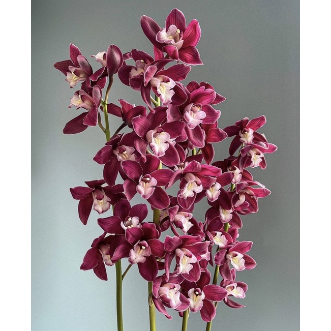 anggrek cymbidium-bunga anggrek hidup-anggrek-bunga hidup-tanaman hidup-bunga hidup murah