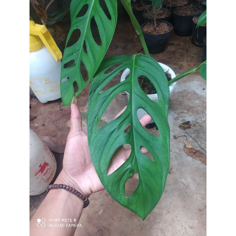 janda bolong daun besar jumbo