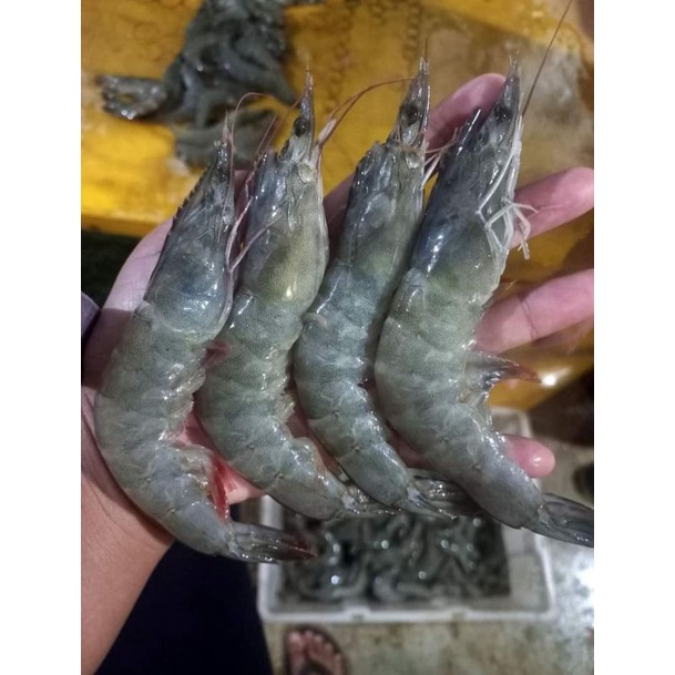 

Udang Tambak