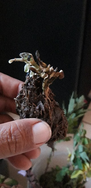 Tanaman Hias Bunga Krisan Pot Isi 5, 1 Warna