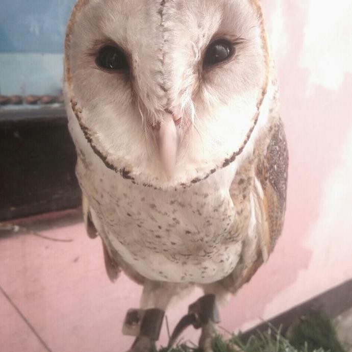 TYTO ALBA