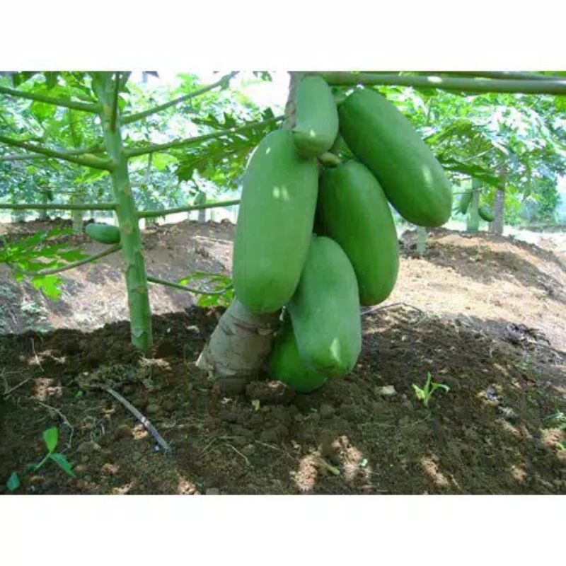 bibit pepaya Kalifornia