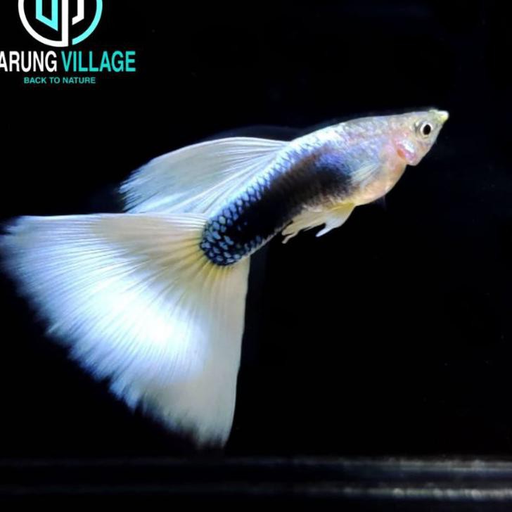 

【COD】 Ikan Guppy Hb White | White Tuxedo Ikan Hias