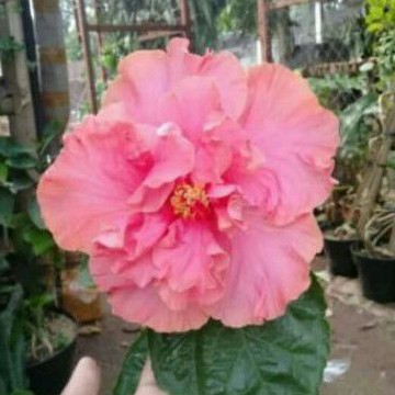 tanaman hias sepatu bunga pink tumpuk