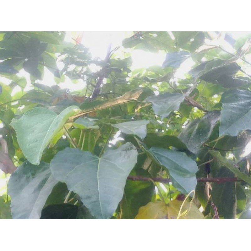 

Daun Kemiri Segar 500 gram