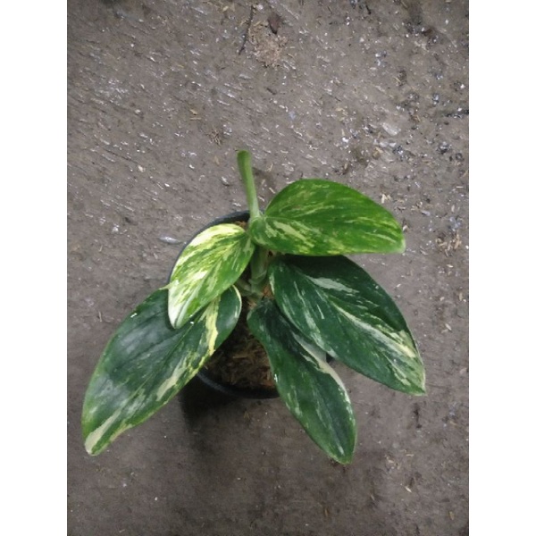 standleyana variegata yellow