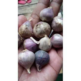 

ZGP Bawang Putih Tunggal ukuran Besar ( 1 kg)↕✍ (Baru)Murah ↕