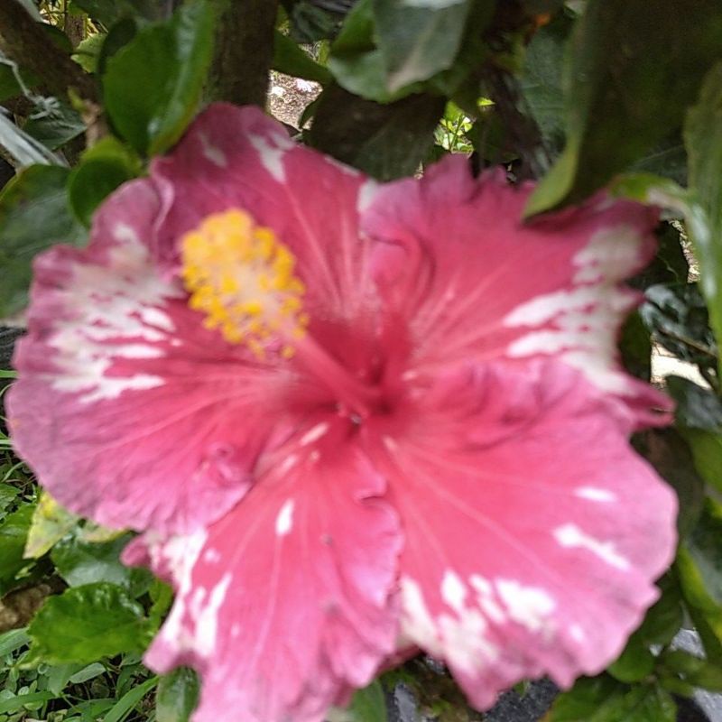 Hibiscus Tanaman Hias Bunga Sepatu Kembang Worawari Minim Order 2 Pohon Shopee Indonesia