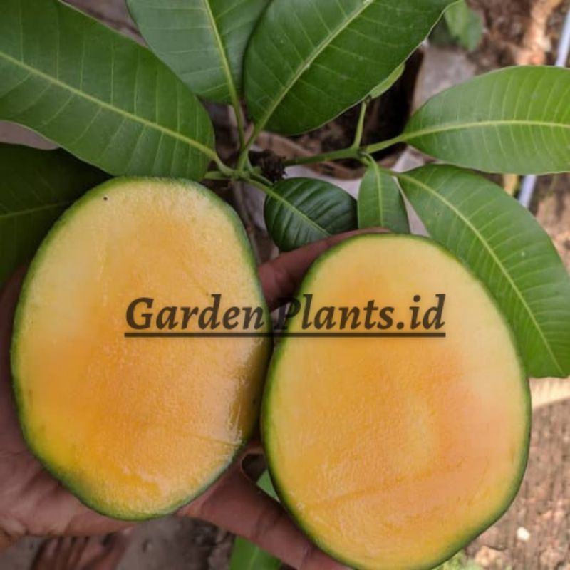 BIBIT ManggA MADU Manalagi Super Genjah
