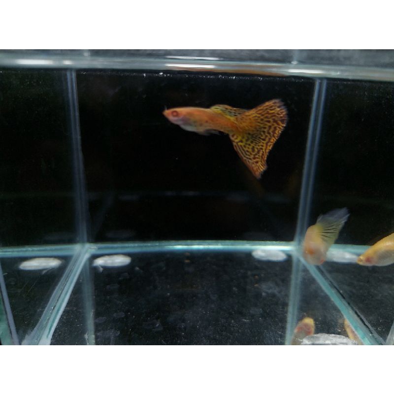 ikan guppy Albino yelow cobra