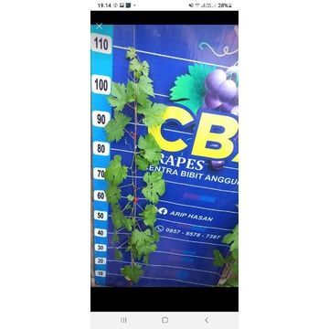 bibit anggur impor