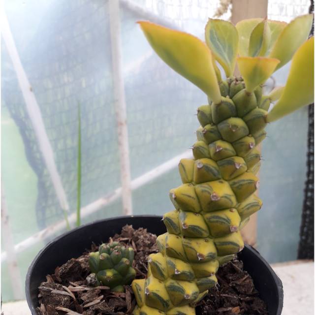 Euphorbia variegata kuning