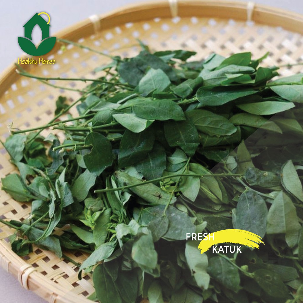 

Jual Daun Katuk 250gram Segar Jabodetabek