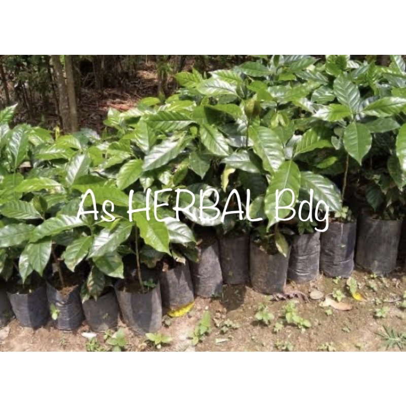 Bibit kopi langka / bibit kopi lokal super unggul-az