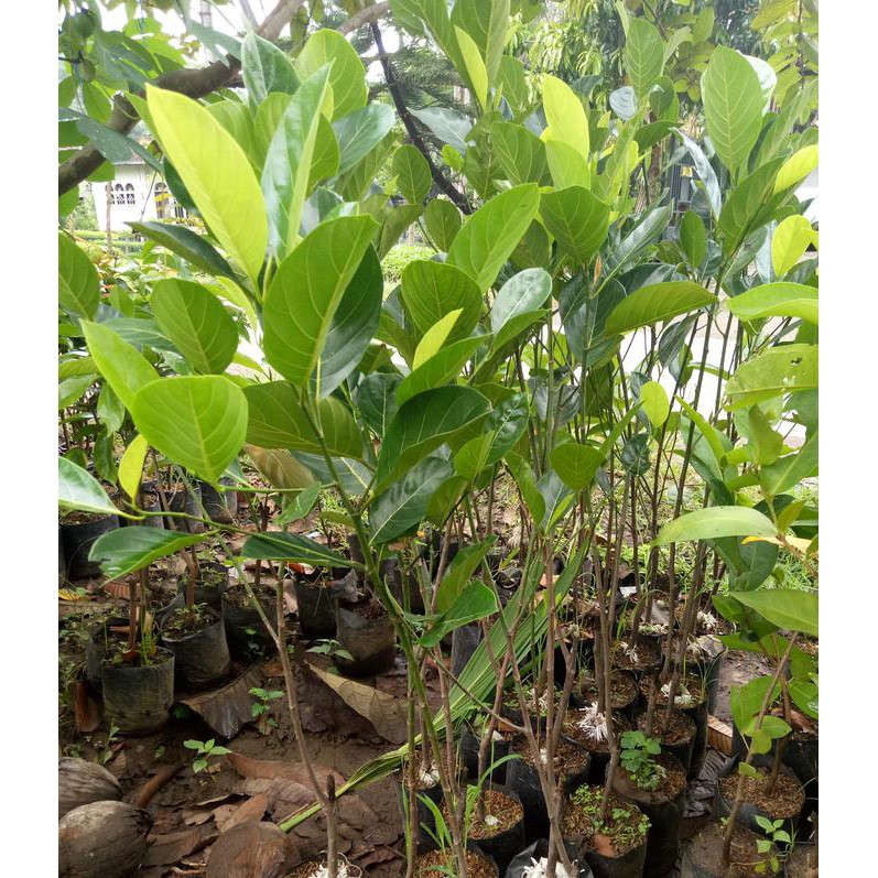 promo 2 bibit nangka madu merah malasyia bibit / biji / benih idr
