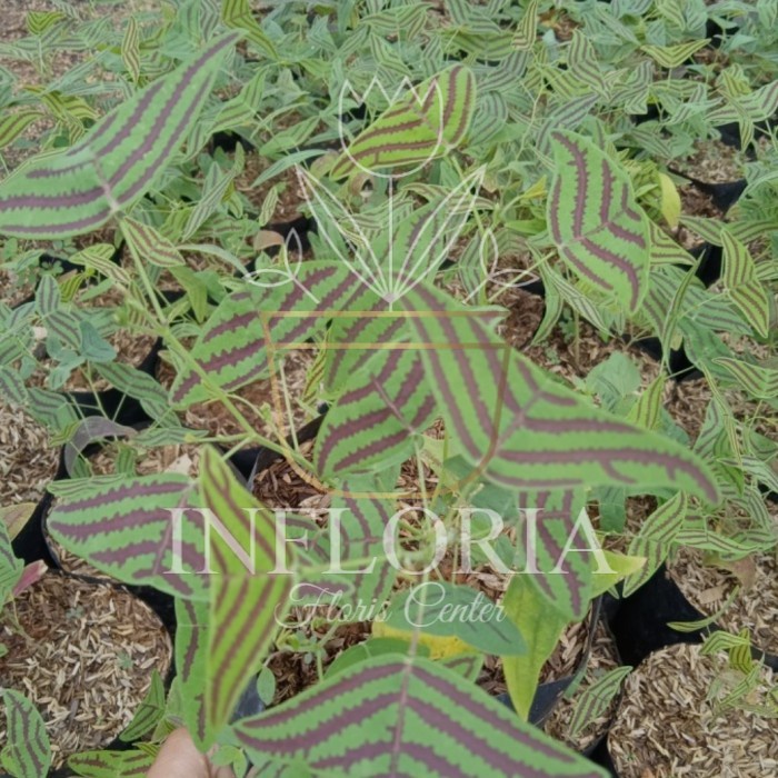 Tanaman hias oxalis batik - oxalis batik hijau - kupu-kupu batik hijau