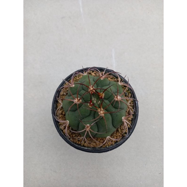 gymnocalycium saglionis