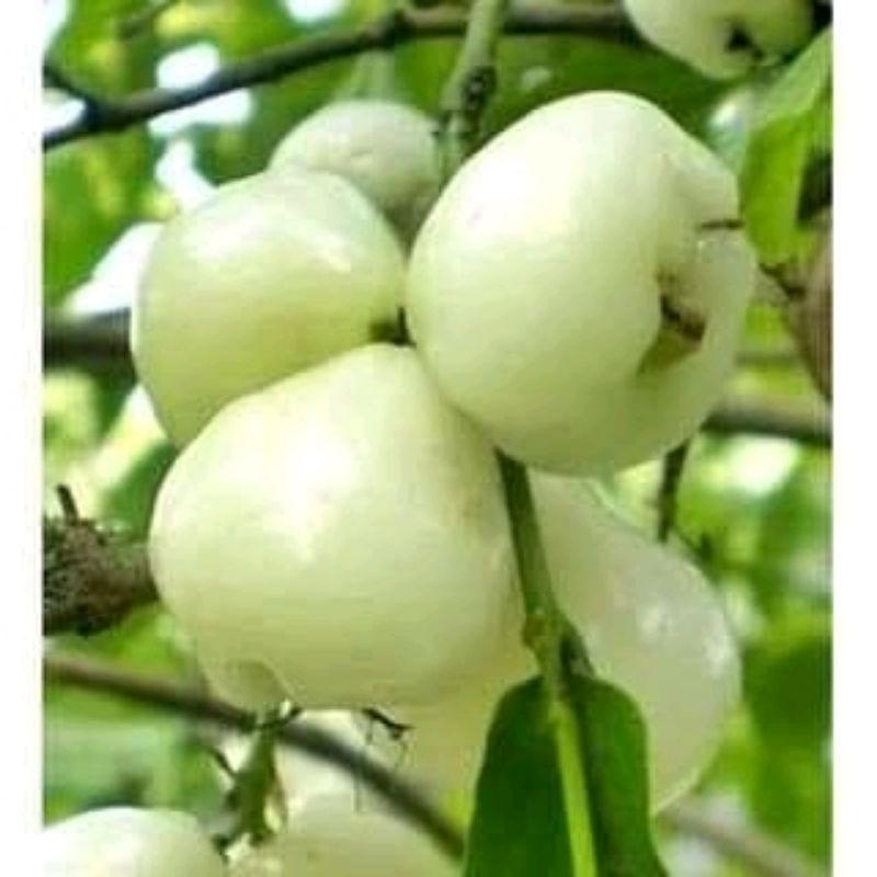 Jambu Air Madura // bibit jambu madura Harga Terjangkau
