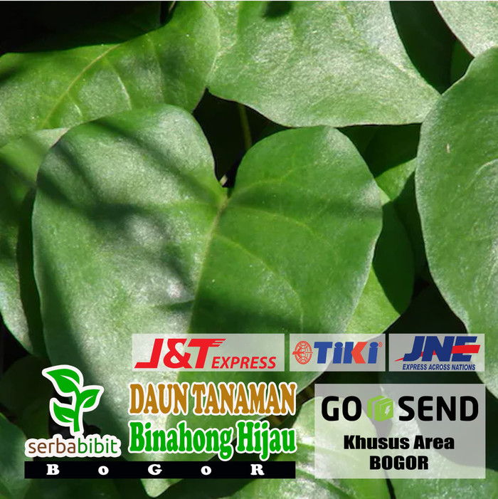 

Daun Binahong Hijau Segar 1kg - Basah Fresh Bahan Obat Herbal